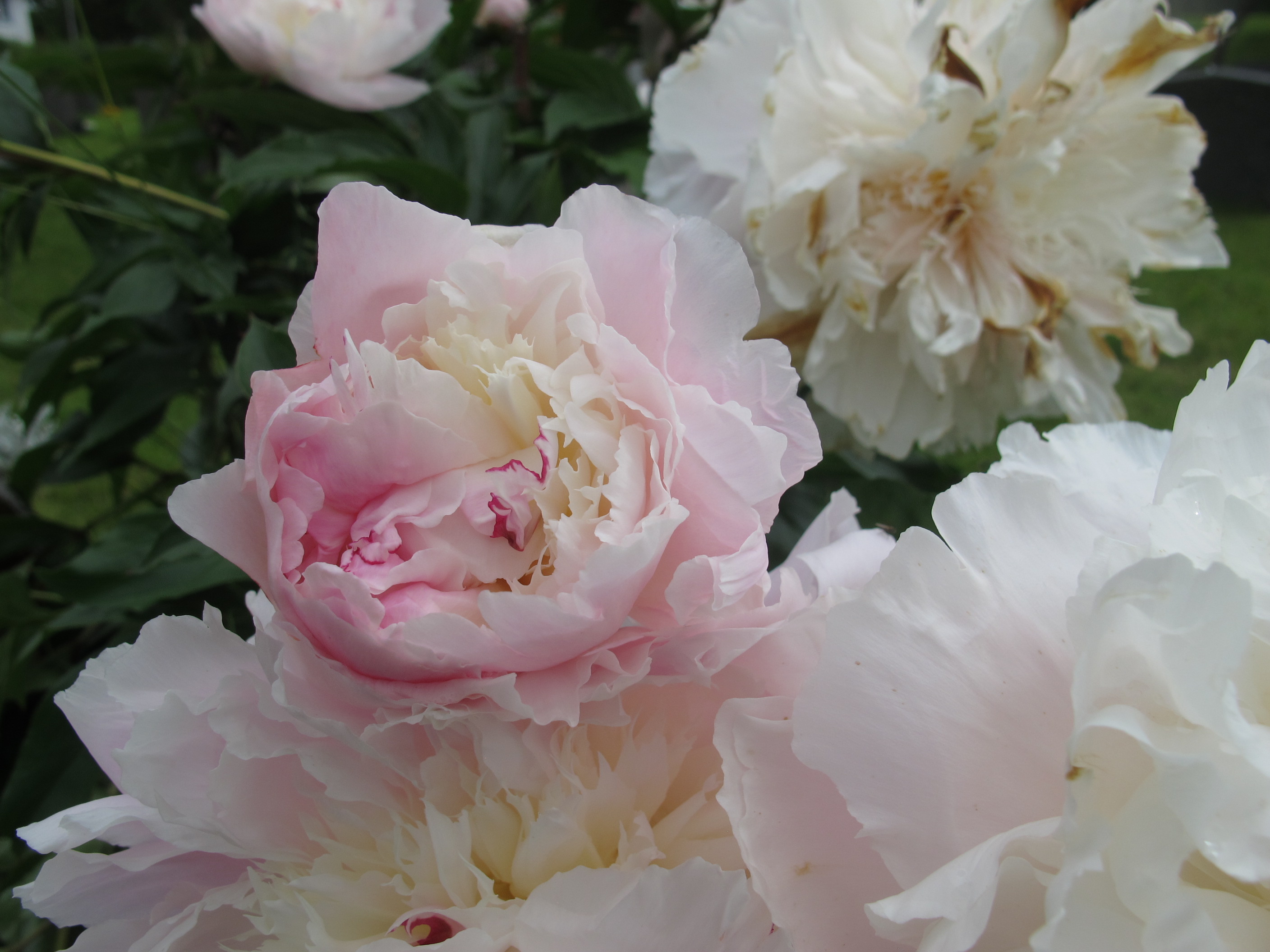 Lyse blomster, peoner på kirkegården.