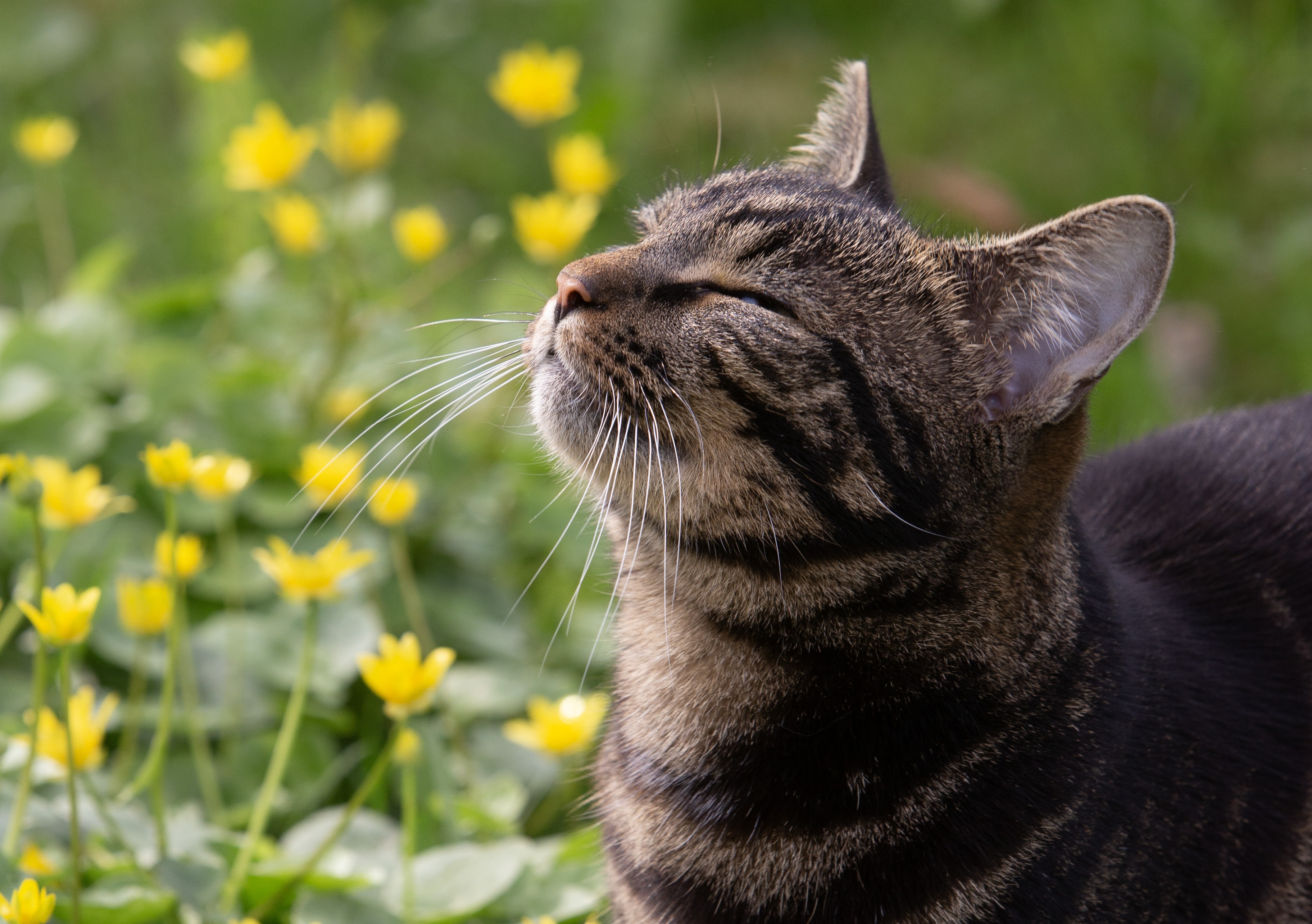 En katt som smiler mot solen og gule vår blomster i bakgrunnen