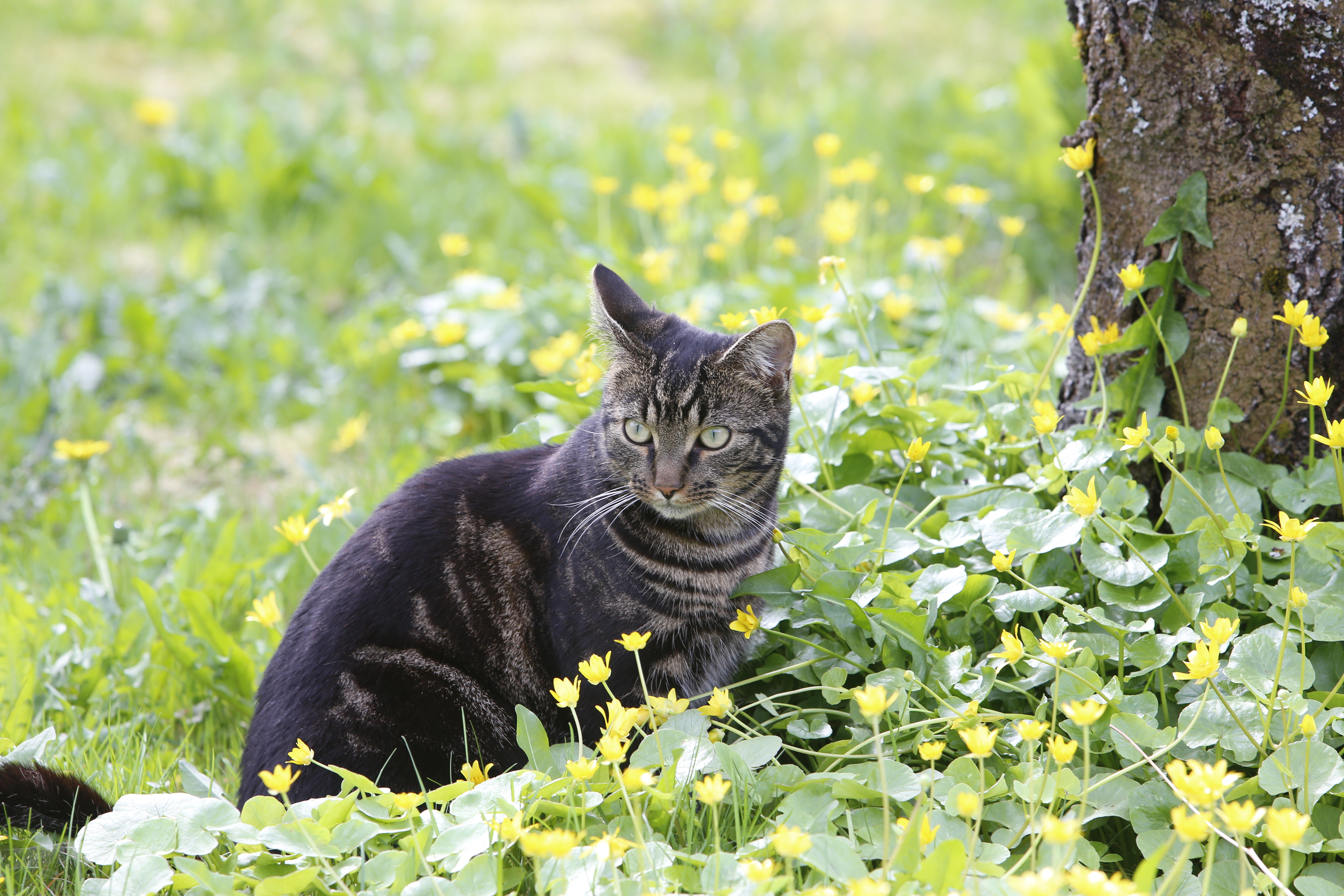 En katt i hagen